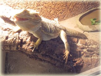 Live in Brazil, Bearded Dragon